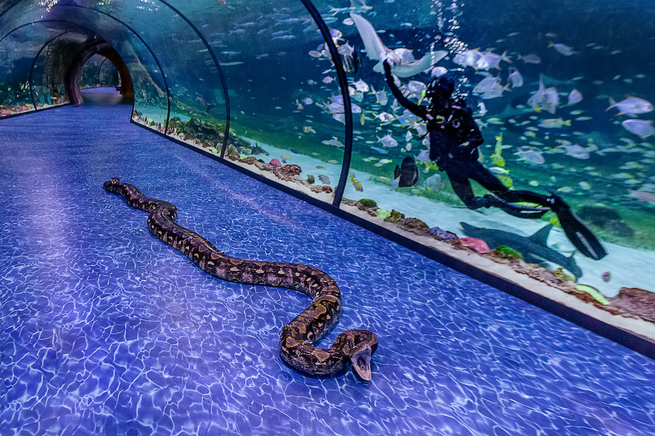 uae-to-showcase-super-snake-the-new-largest-reptile-on-display-to-the